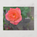 Search for planted postcards Floral
