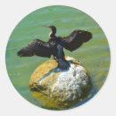 Search for black swan bird stickers Nature