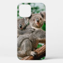 Search for koala iphone cases Wildlife