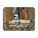 Search for feeder Bird feeders