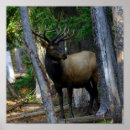 Search for bulls photography Elk