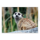 Search for meercat Animal