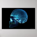 Search for parts of the brain posters Human