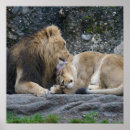 Search for lion lover posters Lioness
