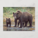 Search for omnivorous postcards Ak
