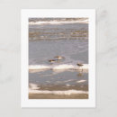 Search for sandpiper postcards Bird