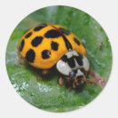 Search for yellow ladybug stickers Ladybird