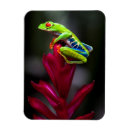 Search for tree frogs magnets Rainforest