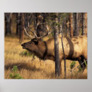 Search for cervus posters Deer