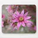 Search for common mousepads Plant