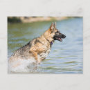 Search for leaping postcards Water