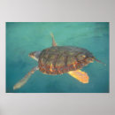 Search for toro posters Bocas del toro