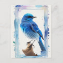 Search for mountain birds postcards Bluebird
