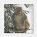 Search for sitting monkey Wildlife