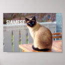 Search for siamese cats posters Kitten