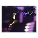 Search for blue hummingbird art Garden