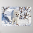 Search for canidae posters Carnivorous