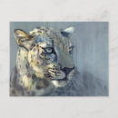 Search for leopard spots postcards Predator