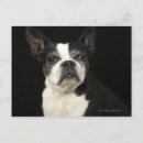 Search for black background postcards Animal