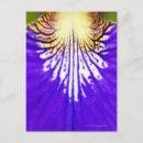 Search for blue iris postcards Nature