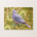 Search for pigeon puzzles Wildlife