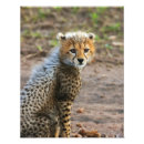 Search for acinonyx art Environment