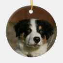 Search for border collie puppy christmas tree decorations 12 weeks