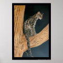 Search for felis art Ocelot