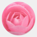 Search for camellia flower stickers Camellias