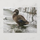 Search for ducks postcards Water