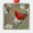 Search for kentucky christmas tree decorations Wildlife