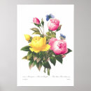 Search for redouté posters Flower