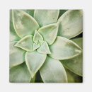 Search for succulent photography Plant