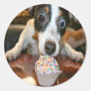 Search for jack russell round stickers Animals