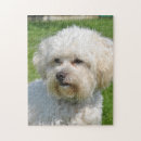 Search for bichon frise puzzles White