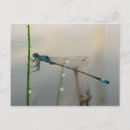 Search for damselfly postcards Dragonfly