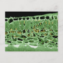 Search for micrography postcards Imaging
