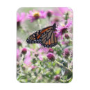Search for nectar magnets Flowers