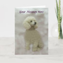 Search for standard poodles cards Miniature poodle