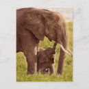 Search for mom and baby postcards Elephant
