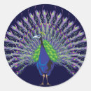 Search for peahen stickers Peafowl
