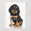Search for rottweiler puppy postcards Animal