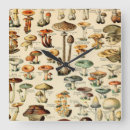 Search for mushroom clocks Toadstool