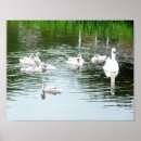 Search for swan posters Cygnets