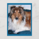Search for herd dog postcards Rough