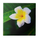 Search for frangipani tiles Flowers