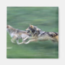 Search for wolves magnets Animal