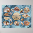 Search for blue sea coral print posters Seashells