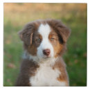 Search for australian animals tiles Dogs