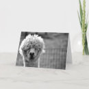 Search for alpacas cards Funny